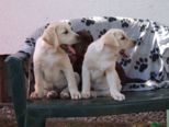 labrador__071.jpg