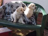 labrador__073.jpg