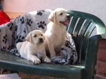 labrador__076.jpg