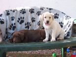 labrador__078.jpg