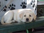 labrador__080.jpg