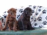 labrador__082.jpg