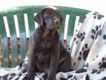 labrador__086.jpg