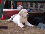 labrador__087.jpg