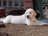 labrador__088.jpg
