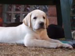 labrador__091.jpg