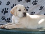 labrador__094.jpg