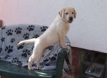 labrador__102.jpg