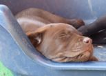 labrador__105.jpg