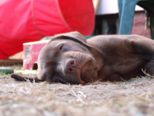 labrador__107.jpg