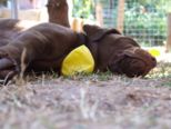 labrador__108.jpg