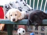 labrador__114.jpg