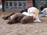 labrador__115.jpg