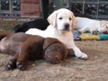 labrador__117.jpg