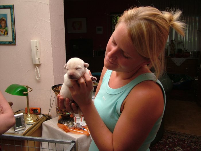 labrador006.jpg
