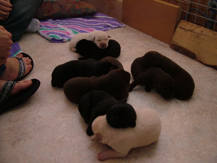 labrador022.jpg