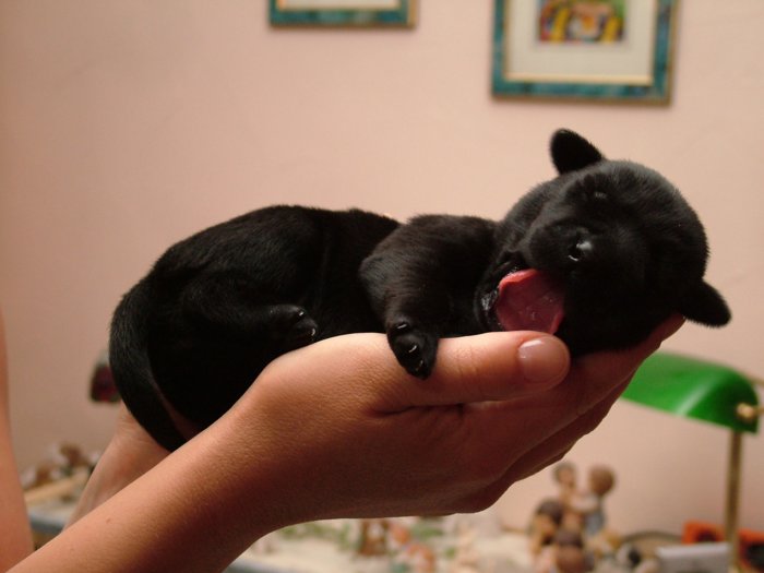 labrador069.jpg