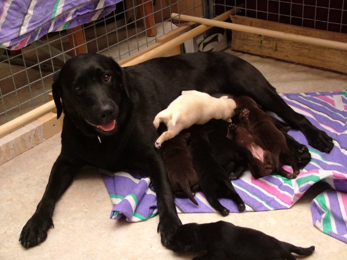 labrador076.jpg