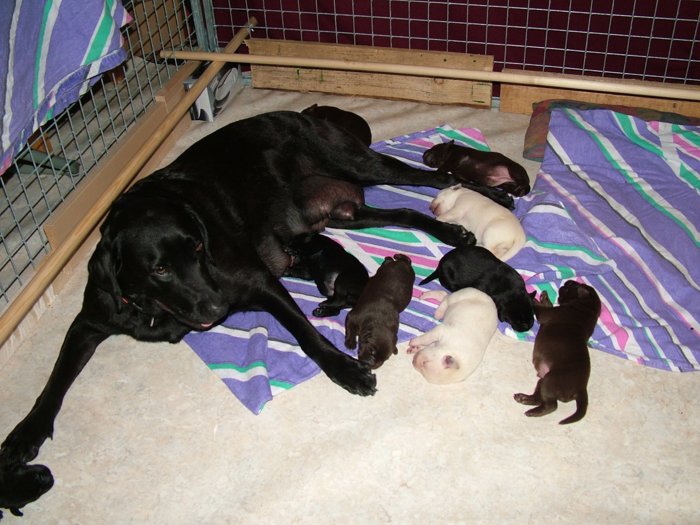 labrador101.jpg