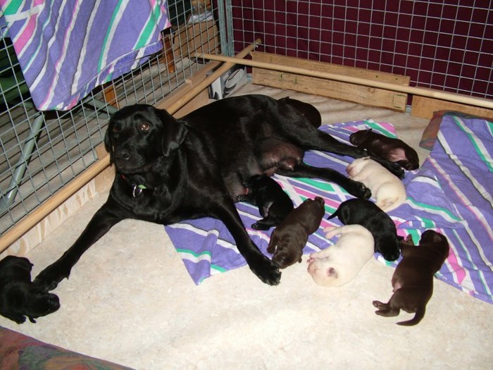 labrador103.jpg