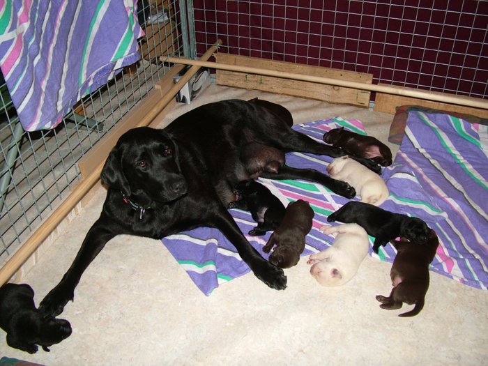 labrador104.jpg
