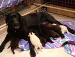 labrador078.jpg