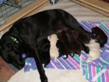 labrador098.jpg