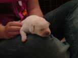 labrador001.jpg