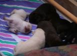 labrador002.jpg