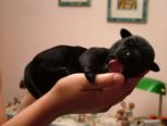 labrador069.jpg