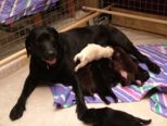 labrador076.jpg