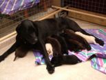 labrador081.jpg