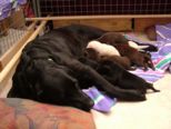 labrador090.jpg