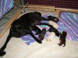 labrador101.jpg