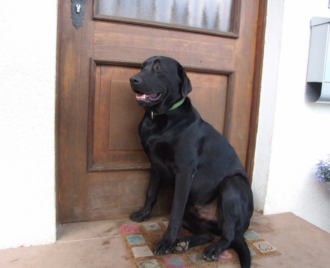 welpen2009__078.jpg