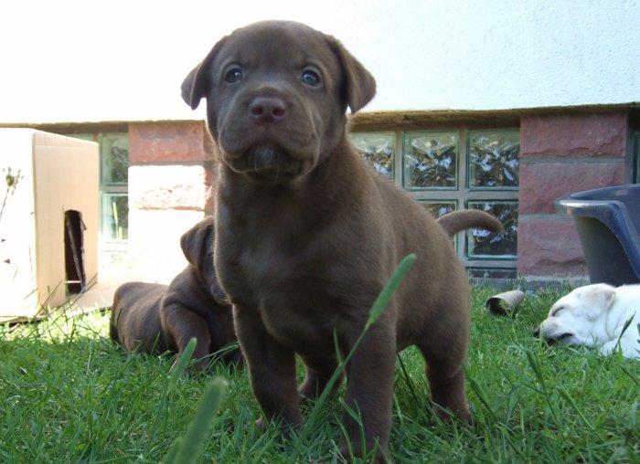 labies_13_06_09_007.jpg