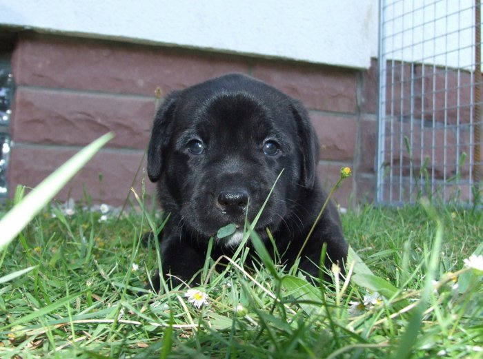 labies_13_06_09_055.jpg