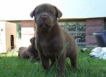 labies_13_06_09_007.jpg