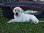 labies_13_06_09_010.jpg