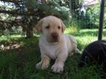labies_13_06_09_023.jpg