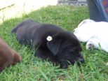 labies_13_06_09_031.jpg