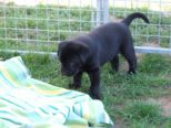 labies_13_06_09_043.jpg