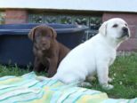 labies_13_06_09_067.jpg