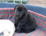 labies_13_06_09_069.jpg