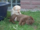 labies_13_06_09_090.jpg