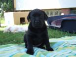 labies_13_06_09_101.jpg