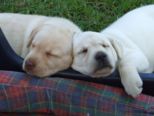 labies_13_06_09_132.jpg