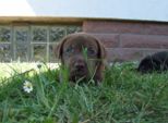 labies_13_06_09_205.jpg