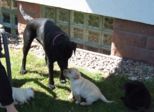 labies_13_06_09_246.jpg