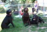 labies_13_06_09_260.jpg